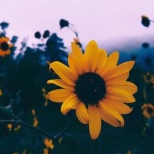 Meet your Posher, Candy